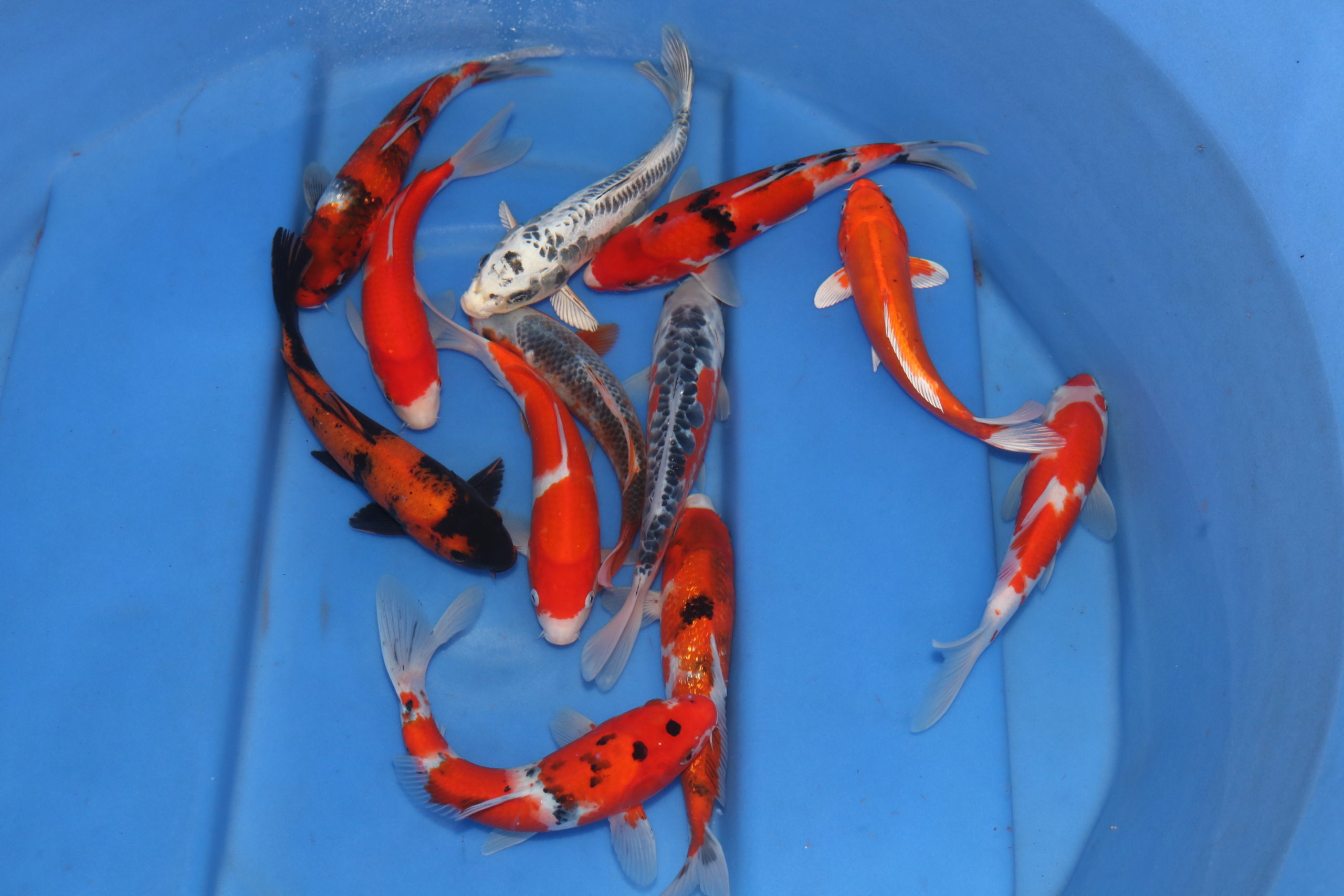 NH, KOI-Pond Fish For Sale, Fish Food Store, Supplies