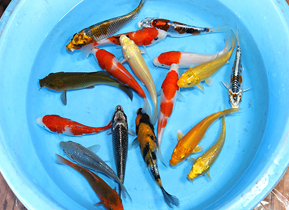 Wholesale Koi Fish, Food, Medicine 