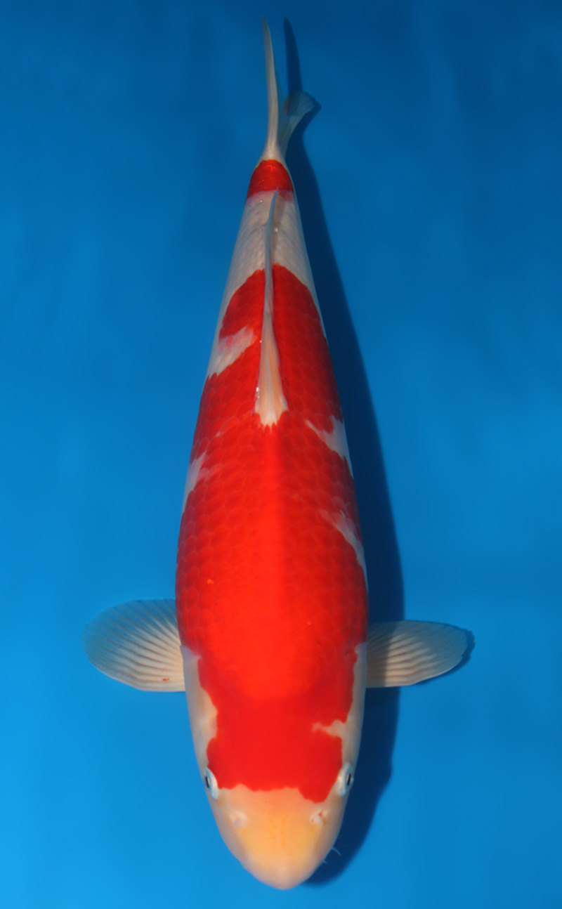 Kodama Koi Farm - Beautiful Japanese Koi Fish For Sale & Auction