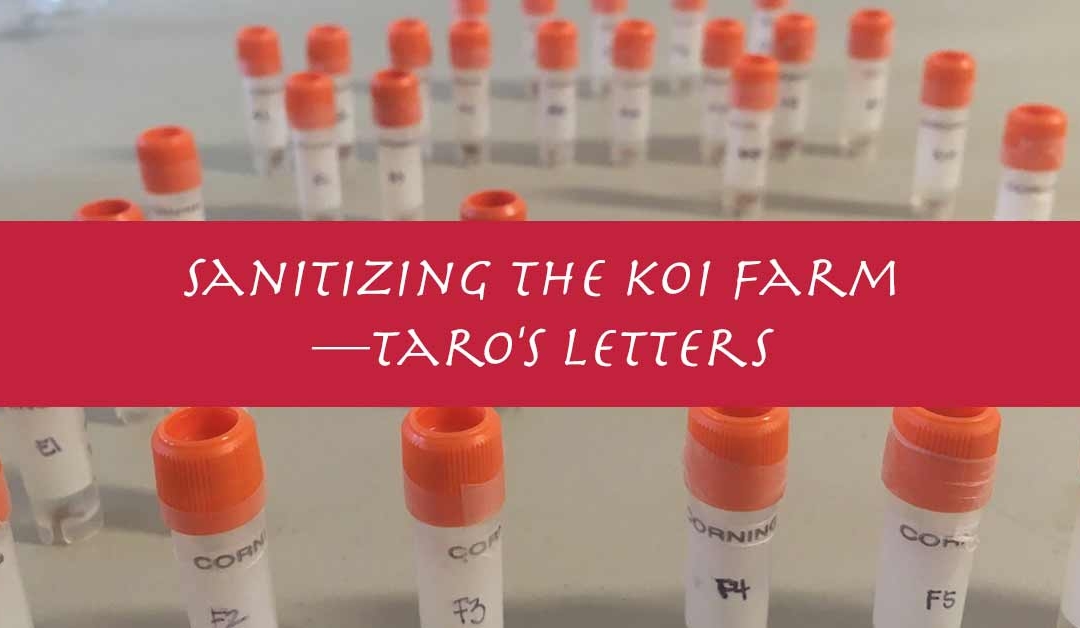 Sanitizing the Koi Farm – Letters From Taro Kodama