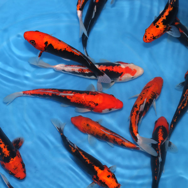 Kawakami Koi Farm Archives - Kodama Koi Farm