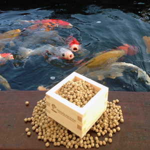 How To Make Medicated Koi Food For Bacterial Infections