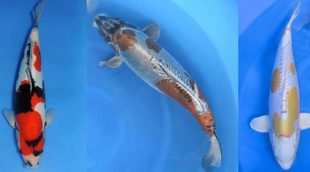 Doitsu Variety – The beauty of Scaleless Koi, Unique Koi Varieties