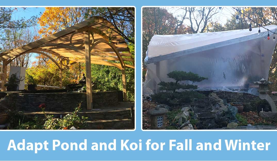 Koi Pond in Winter:  Best Tips for Winter Koi Pond Preparation