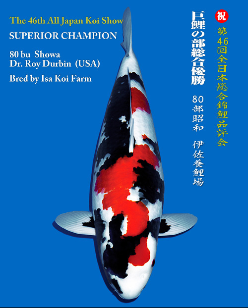 Kodama Koi Farm Beautiful Japanese Koi Fish For Sale Auction
