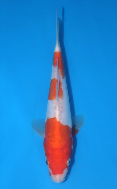 Kohaku Koi for Sale and History