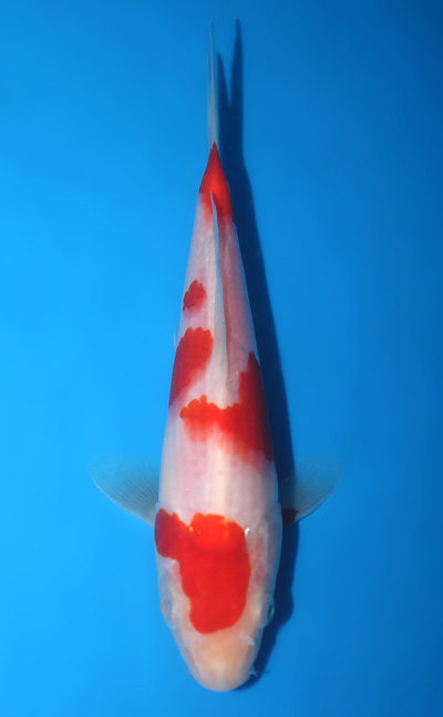 Kohaku Koi for Sale and History