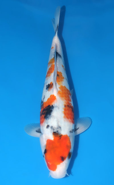 Dainichi Koi Farm - Koi for Sale and History of this Famous Breeder!