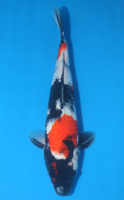 Dainichi Koi Farm - Koi for Sale and History of this Famous Breeder!