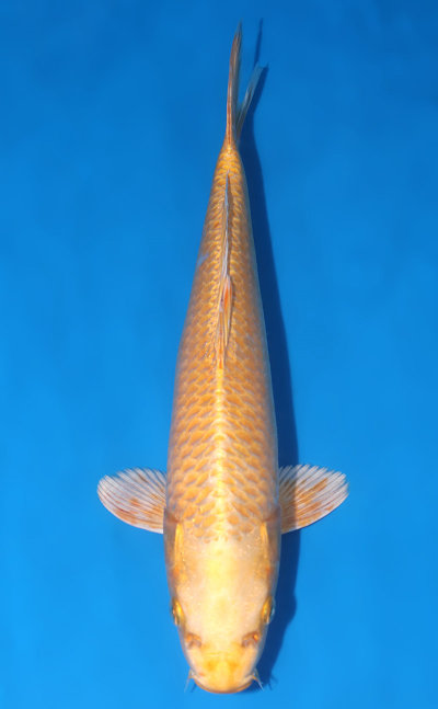 Koi Auction - Buy Online the Best Nishikigoi from Niigata, Japan