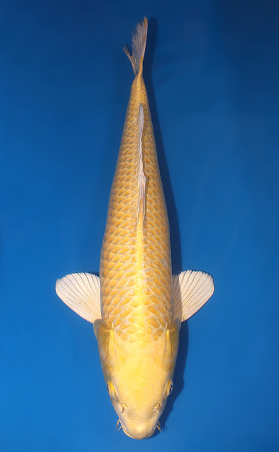 Ogon Koi For Sale and History - Kodama Koi Farm