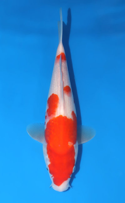 Kohaku Koi for Sale and History