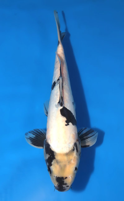 Shiro Utsuri Koi For Sale - Kodama Koi Farm