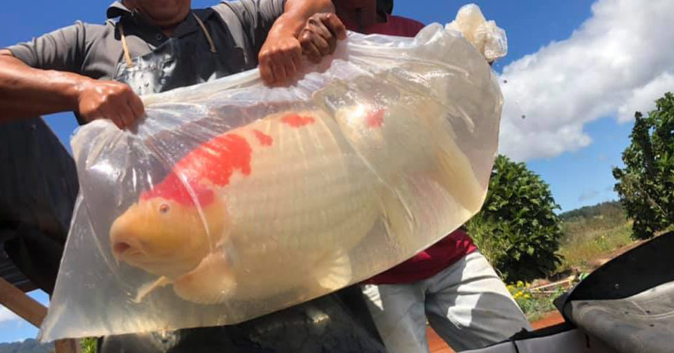 How Can I Safely Transport My Koi Fish?