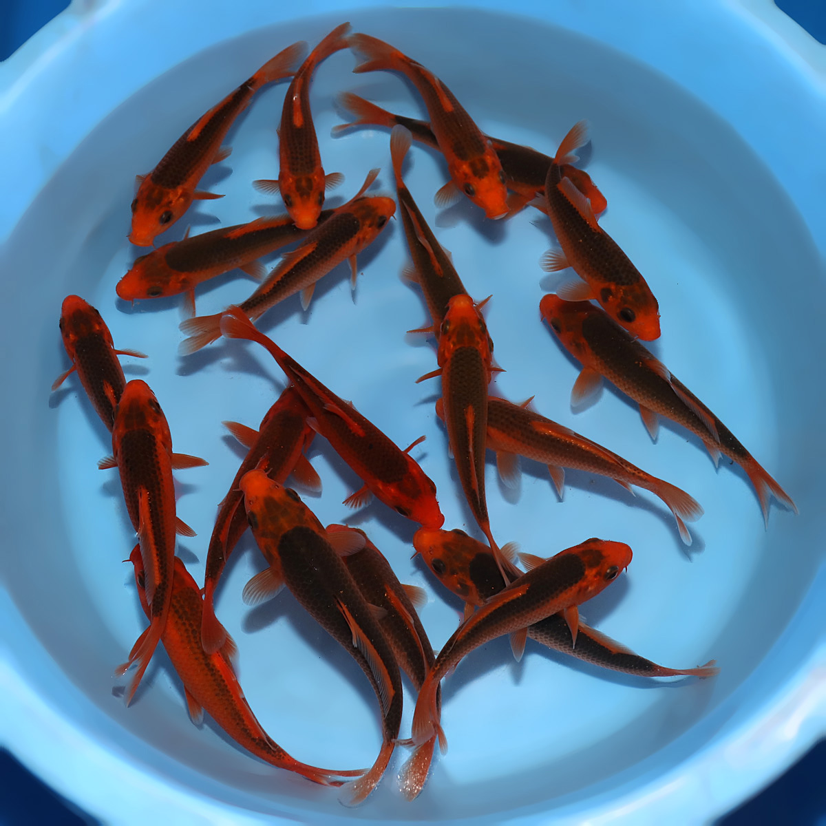 View High Quality Koi Available from Kodama Koi Farm