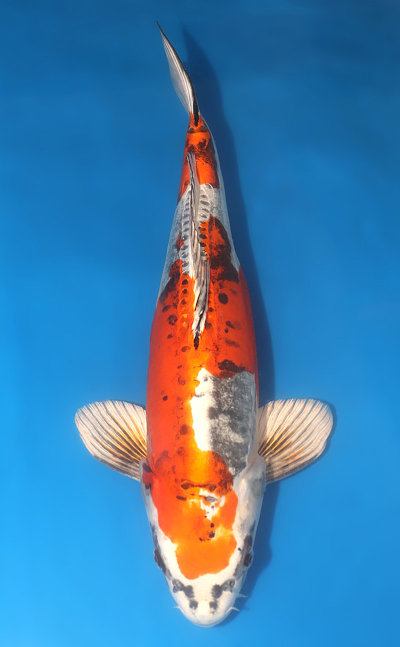 Kikokuryu Variety Koi For Sale - Kodama Koi Farm