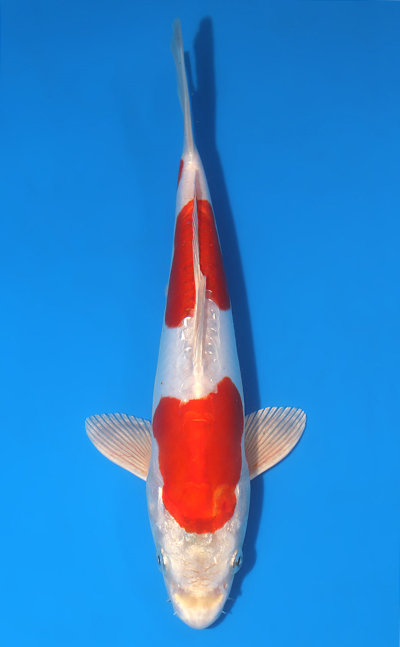 Doitsu Variety Koi For Sale - Check Our Inventory!