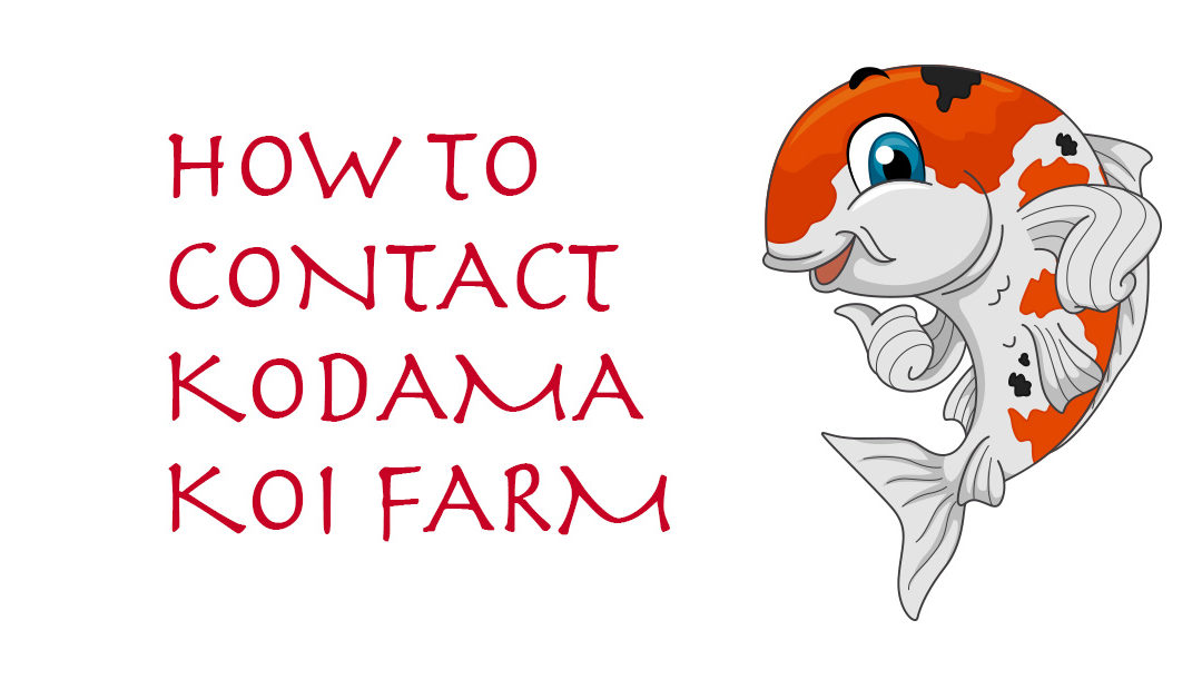 New Phone Number & How to Contact Kodama Koi