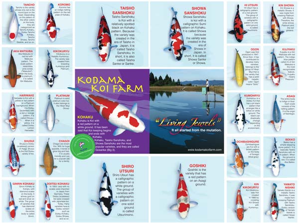Types of Koi Varieties, Classifications, and More!