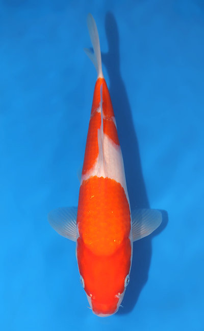 Kohaku Koi for Sale and History