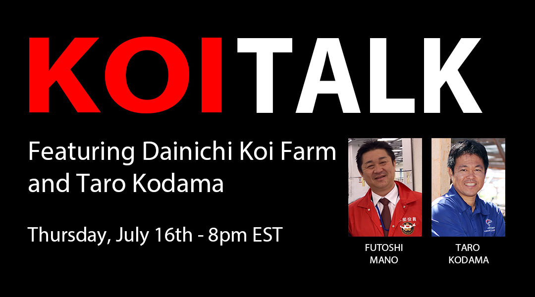 KOI TALK RECAP: Featuring Dainichi Koi Farm – Raising Champion Level Gosanke