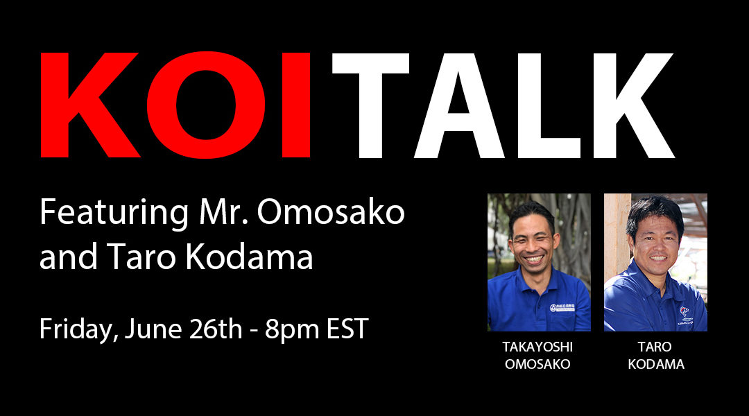 KOI TALK RECAP: Featuring Omosako Koi Farm – Presenting Shiro Utsuri & Kujyaku