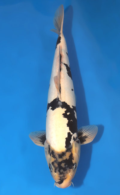 Kawakami Koi Farm Archives - Kodama Koi Farm