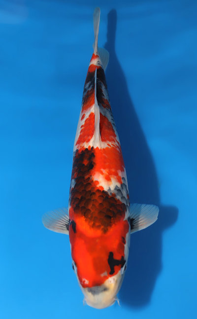 Showa Koi for Sale and History