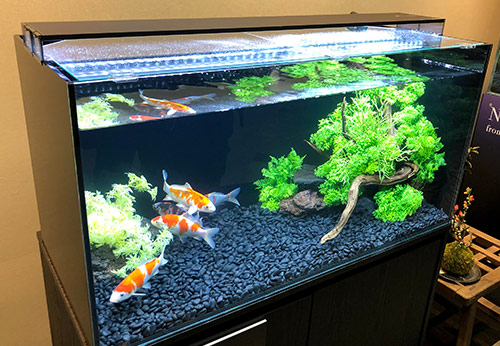 Are Big Aquariums Better? What's the Perfect Size