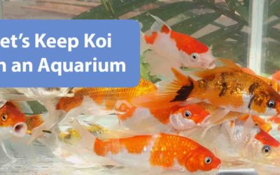 44 Aquarium Koki Koi Terbaru