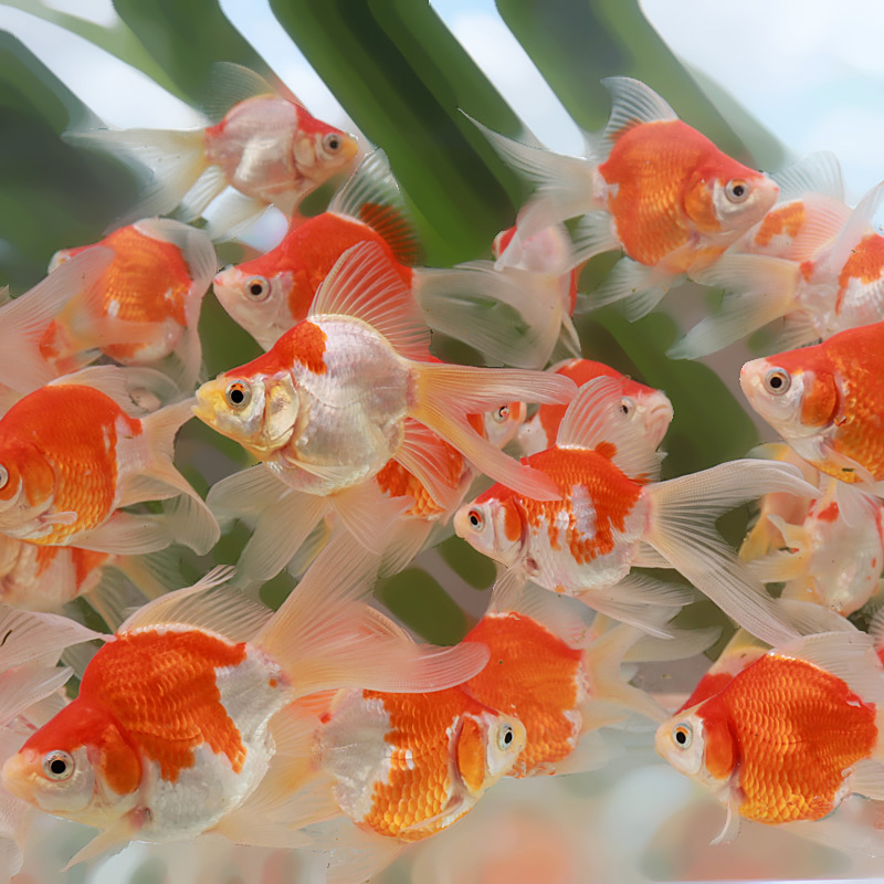 Tamasaba Goldfish Archives - Kodama Koi Farm