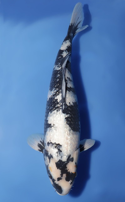 Shiro Utsuri Koi For Sale - Kodama Koi Farm