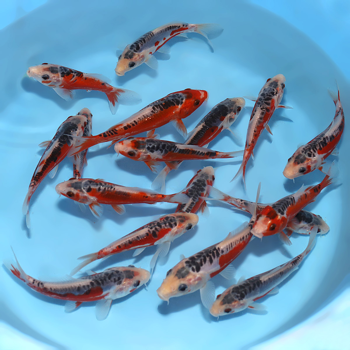 Shusui - Koi For Sale - Kodama Koi Farm