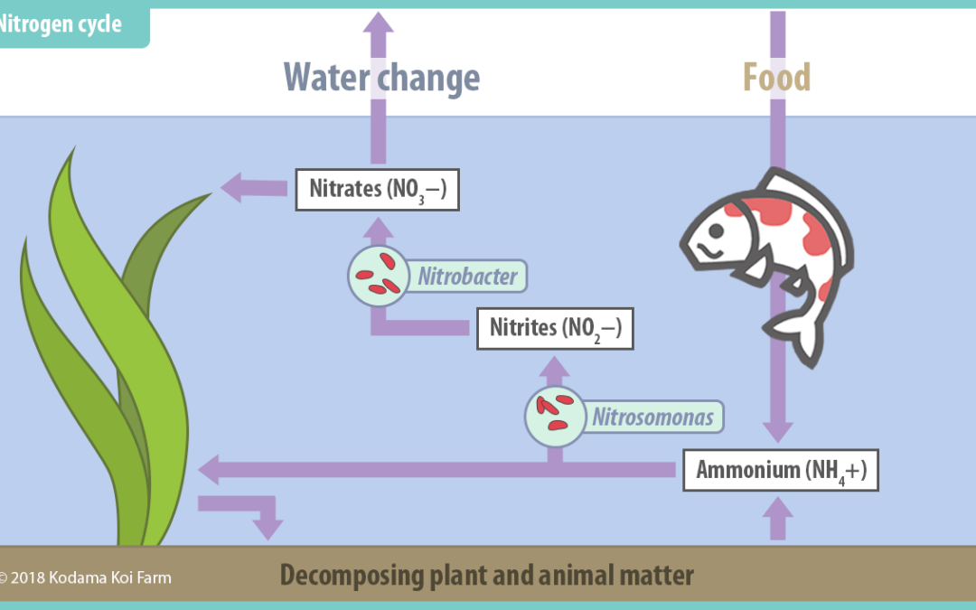 Understanding and Tips for Improving the Nitrogen Cycle in your Koi Pond