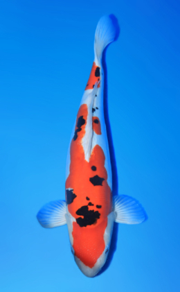 Kodama koi clearance fish