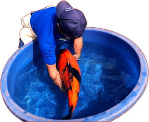 koi fish for sale picture of hide kodama lifting koi for sale online