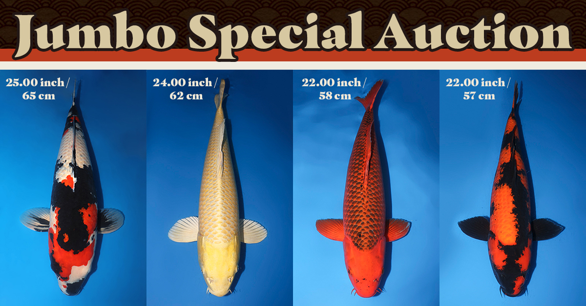 Giant Jumbo Koi Special Auction Archives Kodama Koi Farm