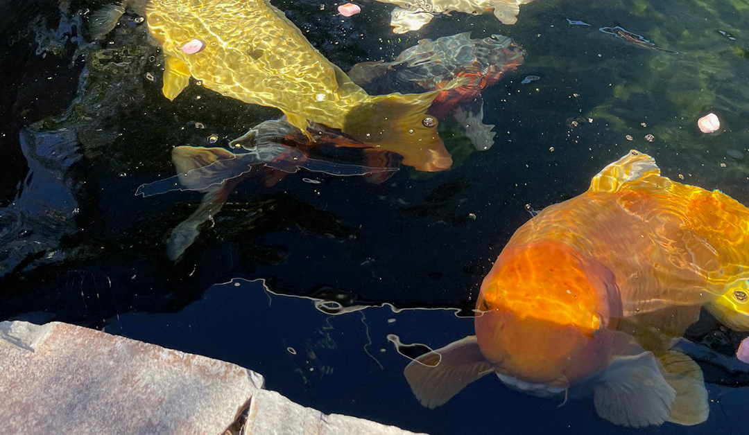 Customer Story: John S. – Tranquility of Admiring Koi