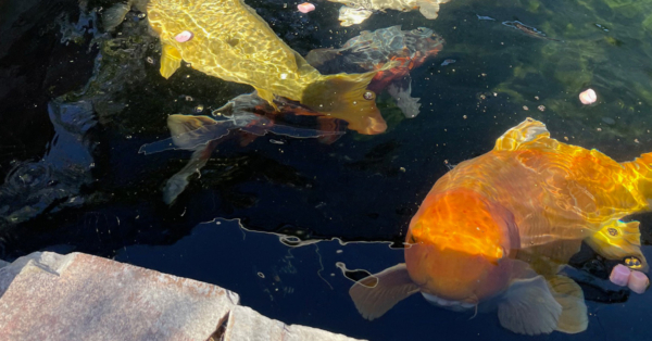 Customer Story: John S. – Tranquility of Admiring Koi