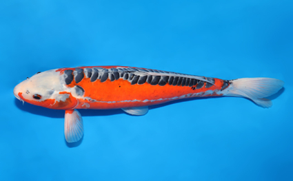 Shusui – koi #w1017s011 - Image 2