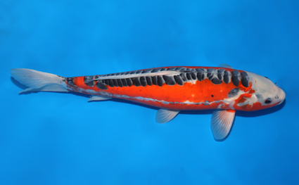 Shusui – koi #w1017s011 - Image 3