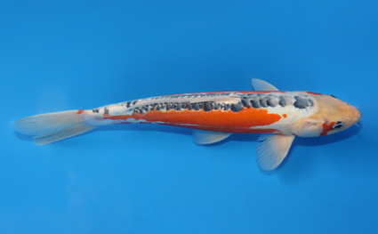 Shusui – koi #w1210a021 - Image 3