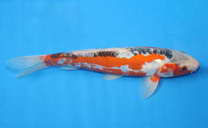 Shusui – koi #w1210a026 - Image 3