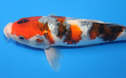 Showa – koi #w1210a027 - Image 2