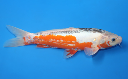 Shusui – koi #w1210a028 - Image 3