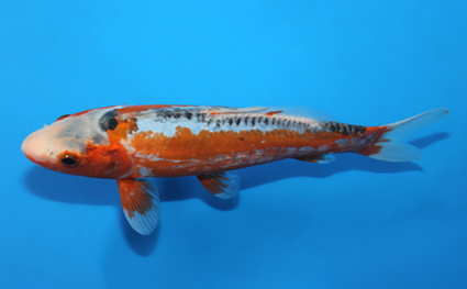 Shusui – koi #w1210a037 - Image 2