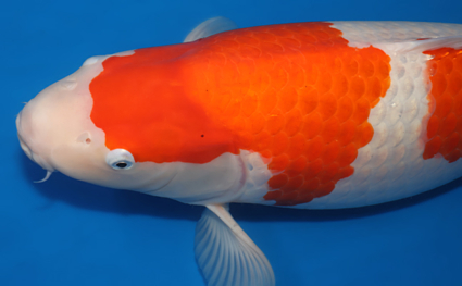 Kohaku – koi #w1216t003 - Image 4