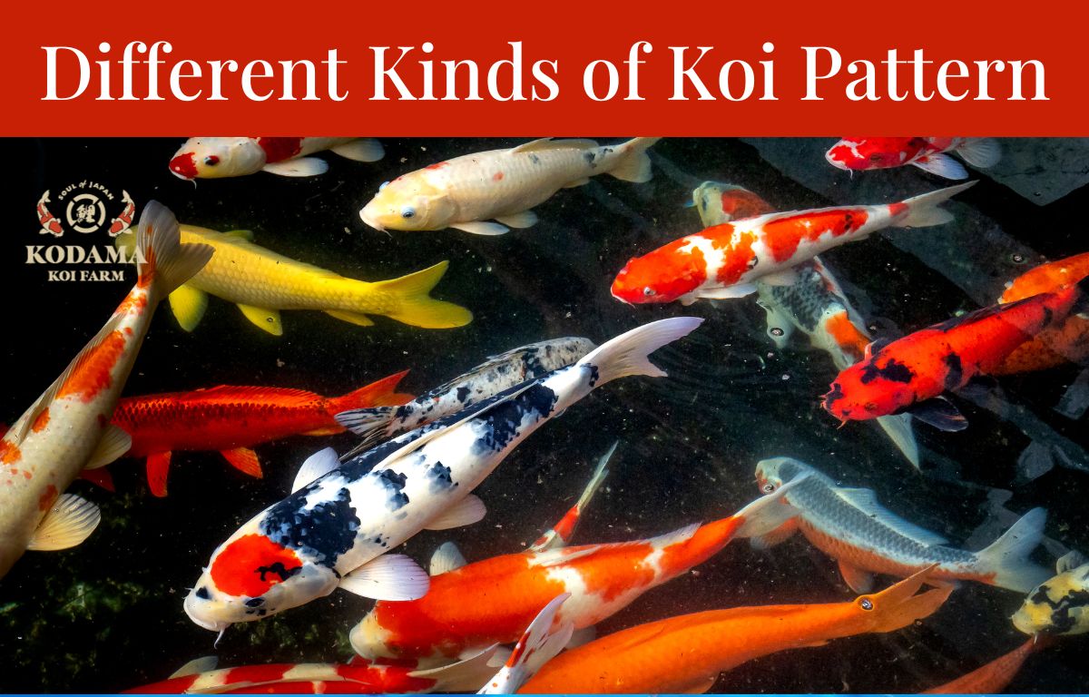 Koi Patterns and Markings: A Guide to Their Meaning, Types, and Selection