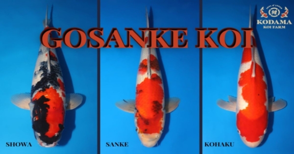 All About Gosanke Koi Fish Varieties “The Big Three!”