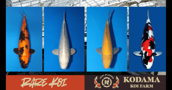 Which Koi is the Rarest: How Can I Judge Superiority?